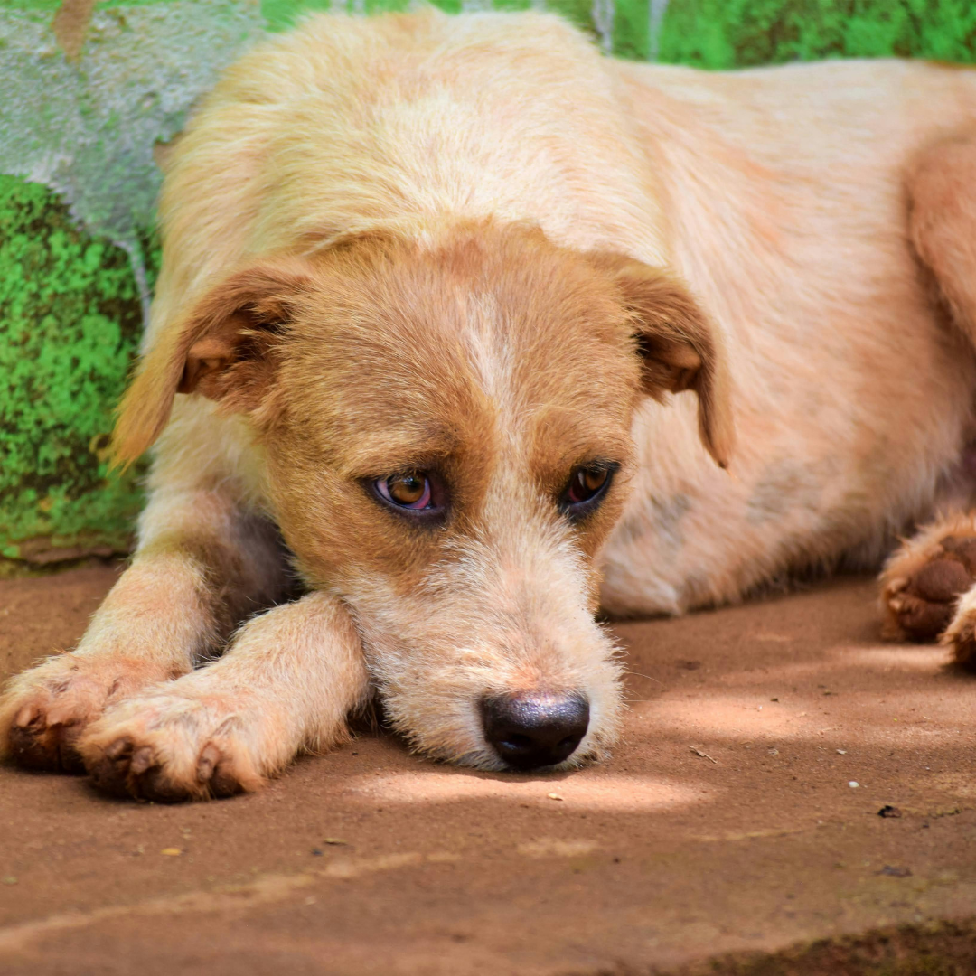 How to Make Sure Your Dogs Are Okay When You’re on Vacation