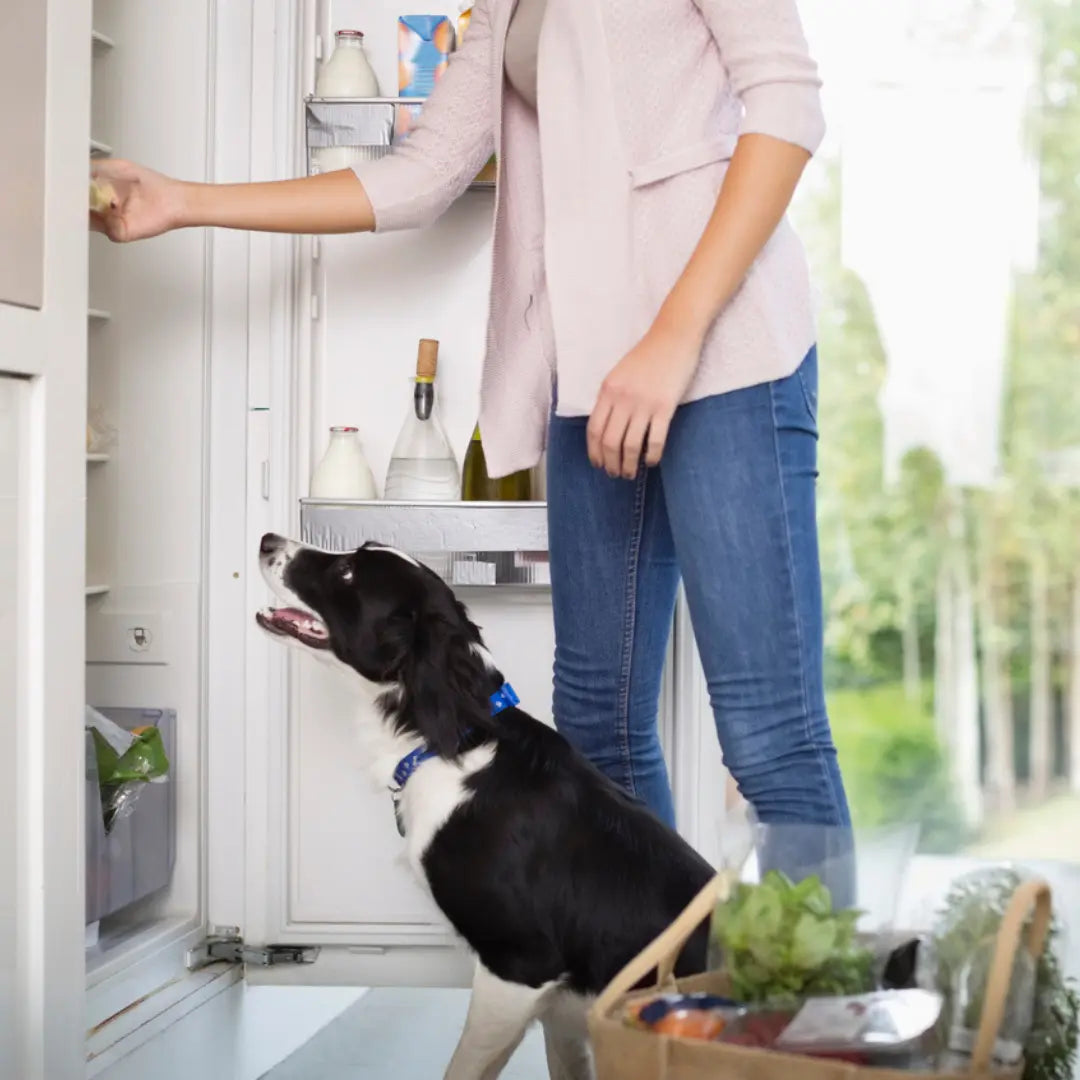 How to Store Homemade Dog Food: Fridge, Freezer, Pantry Dog Child