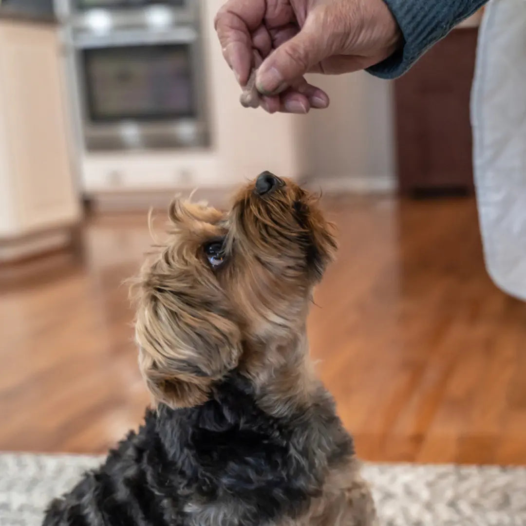 6 Vet-Recommended Features of Healthy Treats for Your Dog Dog Child