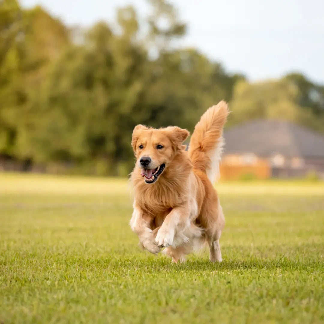 High-Quality Protein and Its Impact on Canine Muscle Strength and Vitality Dog Child