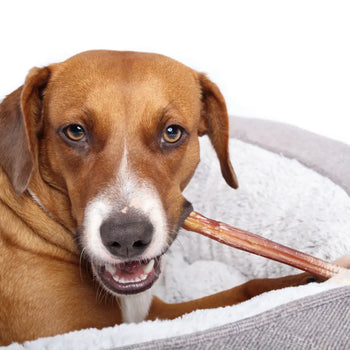 Best Bully Stick Sizes for Different Dog Breeds (Ranked Guide by Bully Sticks Direct) Dog Child