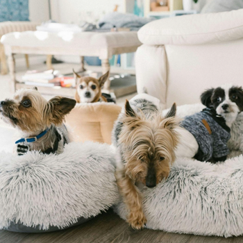 Effect of Canine Sleeping Environment on Long-Term Comfort and Mobility