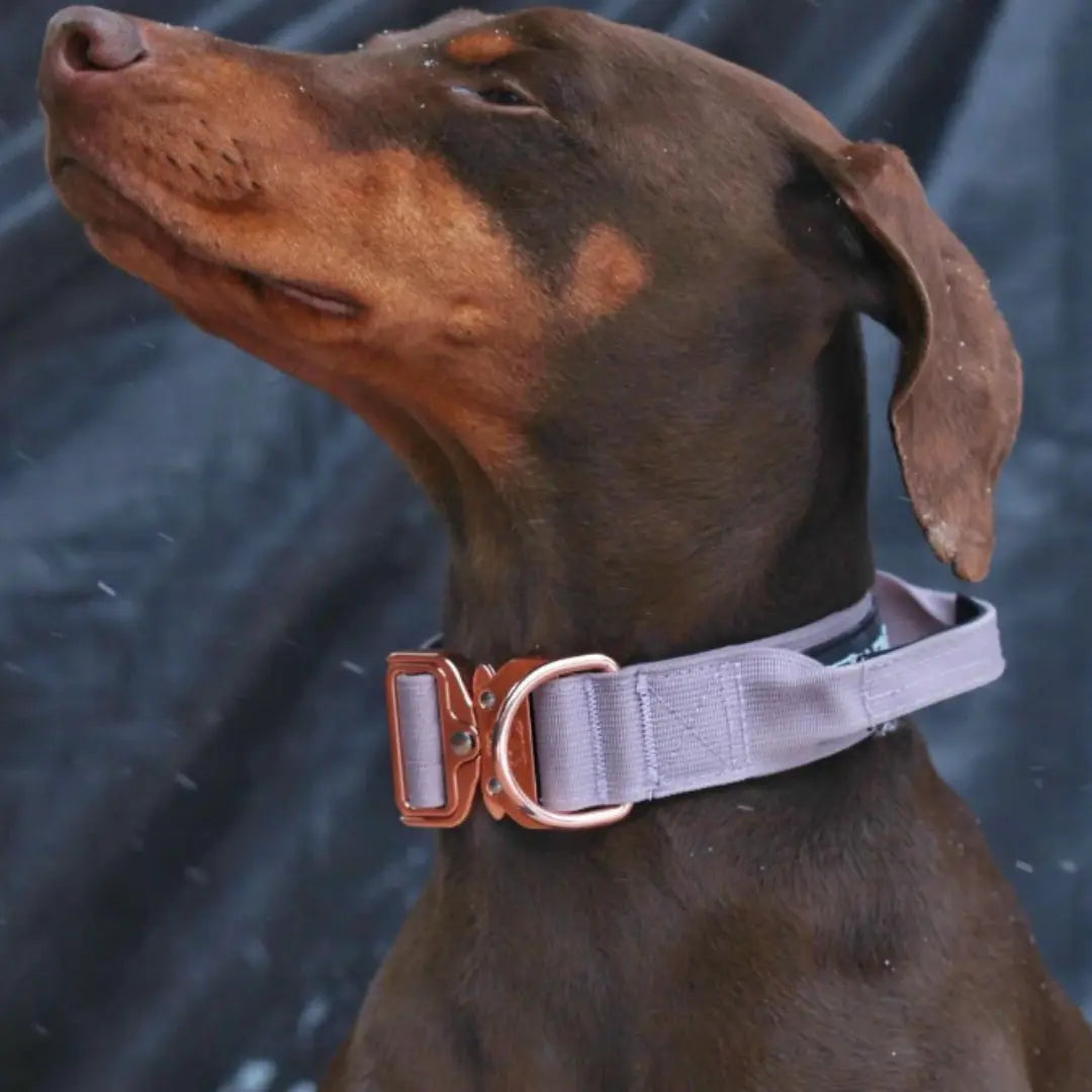 The Best Dog Collars of 2026 Dog Child
