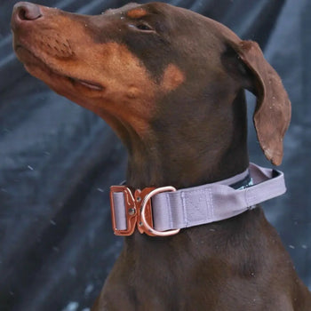 The Best Dog Collars of 2026 Dog Child