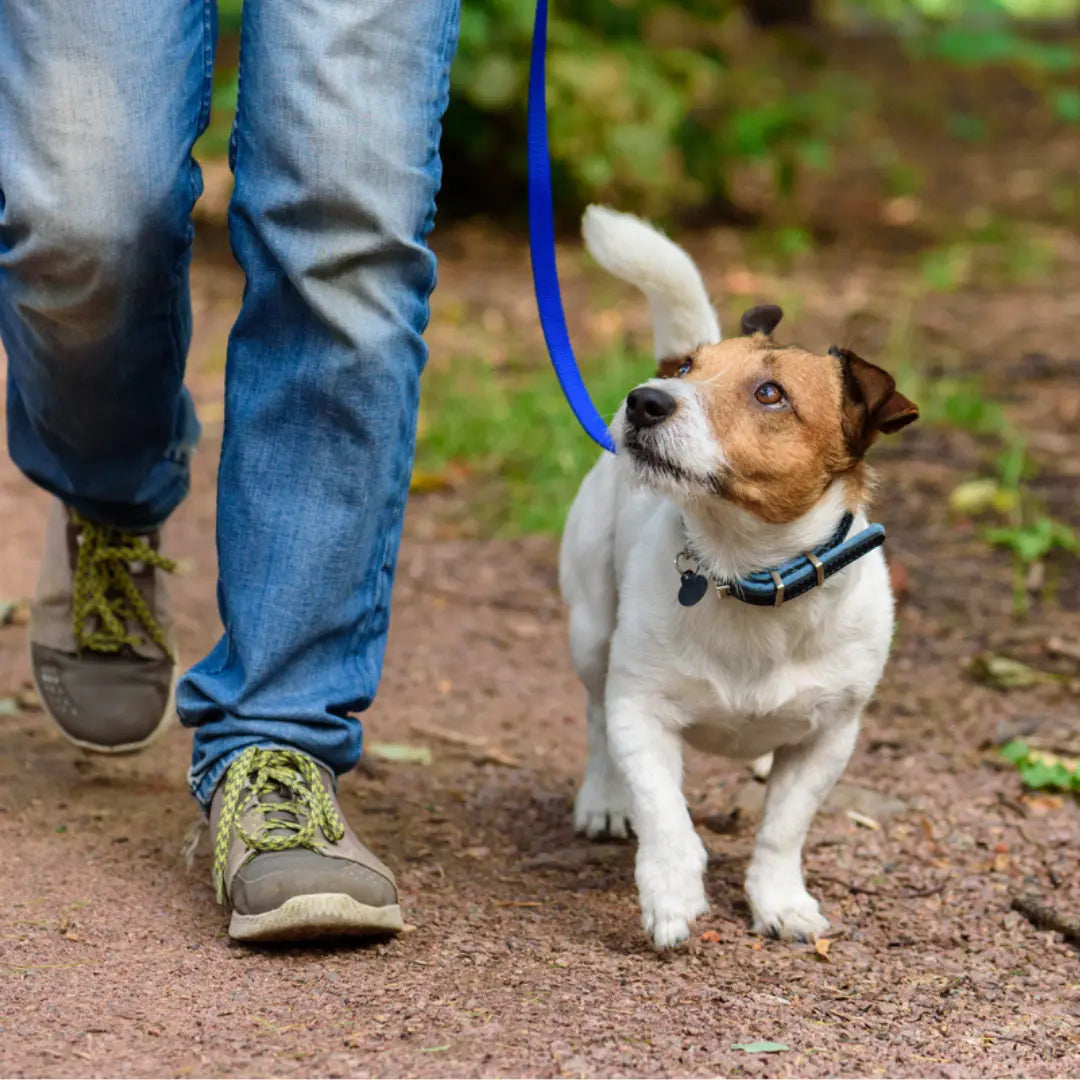 How to Know If You Need a Dog Walker for Your Busy Schedule in Seattle? Dog Child