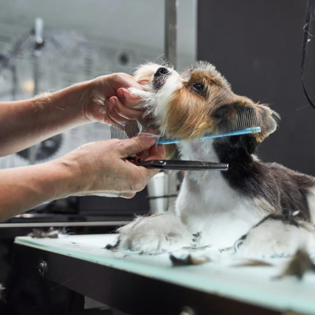 3 Reasons Mobile Pet Grooming Services Are Changing Dog Care for Busy Owners Dog Child