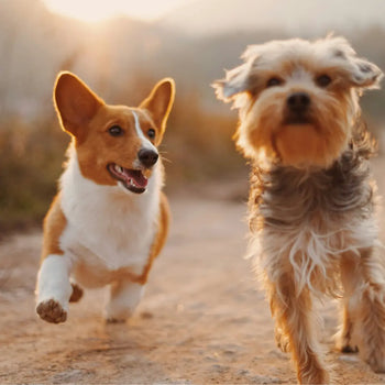 The 5 Best Dog Arthritis Treatments: A Complete Review Dog Child