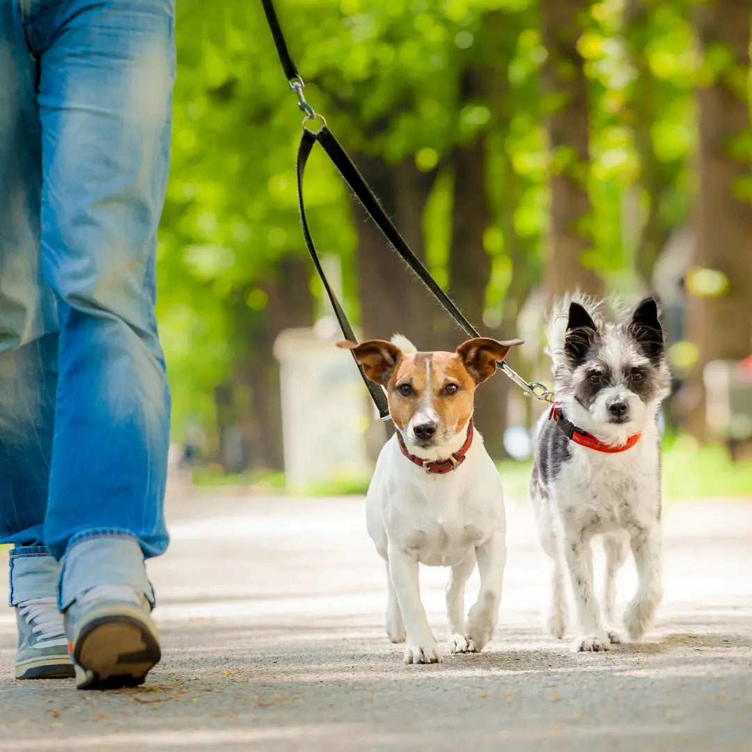 8 Often-Overlooked Items to Add to Your Dog First Aid Kit Dog Child