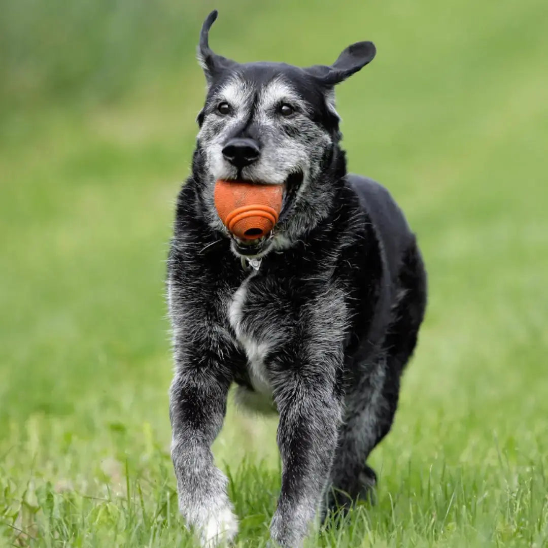 Dog Care Tips Every New Owner Should Know Dog Child