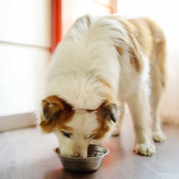 Pancreatitis in Dogs: Low-Fat Dietary Management Dog Child
