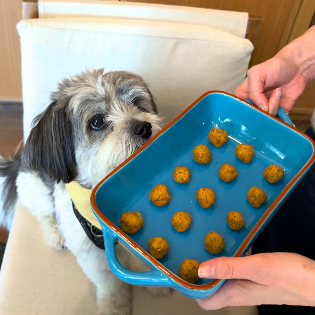 No Bake 10 Minute Pumpkin Dog Treats