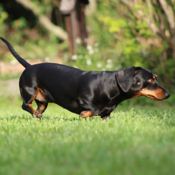 The Importance of Weight Management for Dachshunds Dog Child