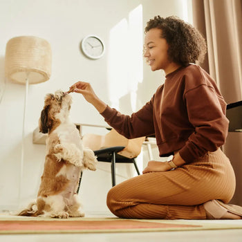 6 Leading Dog Training Programs in Charlotte, NC Dog Child