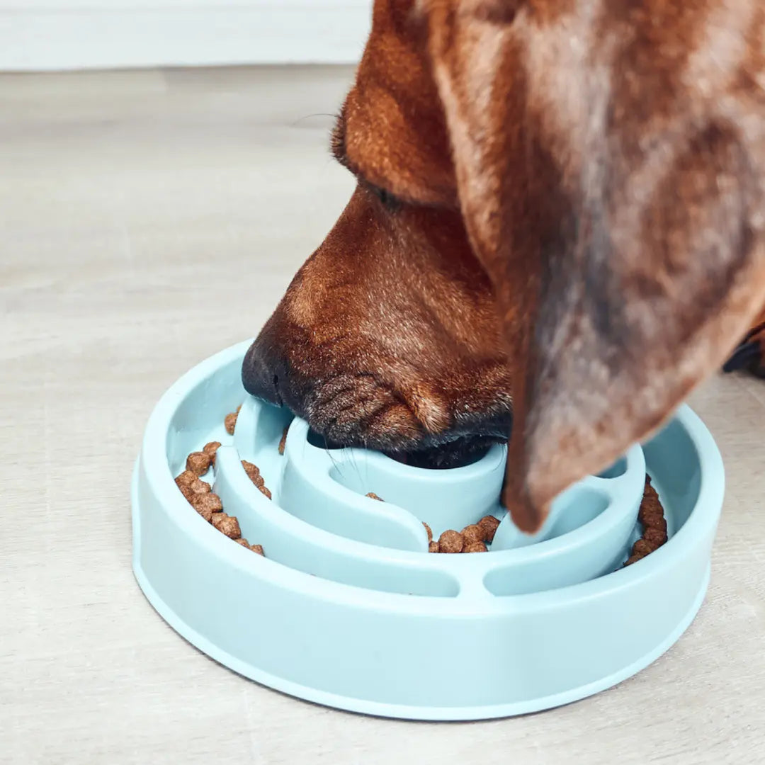 The-Ultimate-Mealtime-Setup-How-to-Create-a-Calm-Clean-Feeding-Space-for-Your-Dog Dog Child
