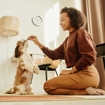 Using Instagram Reels for Dog Training: Tips for Visual Learning Dog Child