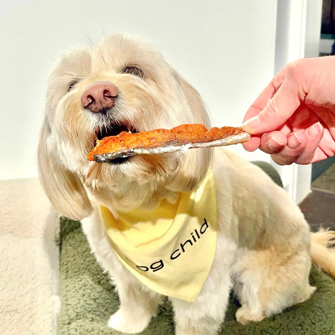 Homemade Air Fried Salmon Jerky for Dogs Salmon Dog Treats Recipe Dog Child