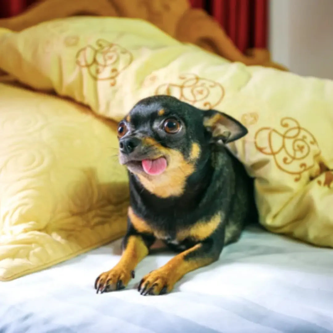 Don-t-Let-The-Pet-Smell-Take-Over-Your-Home Dog Child