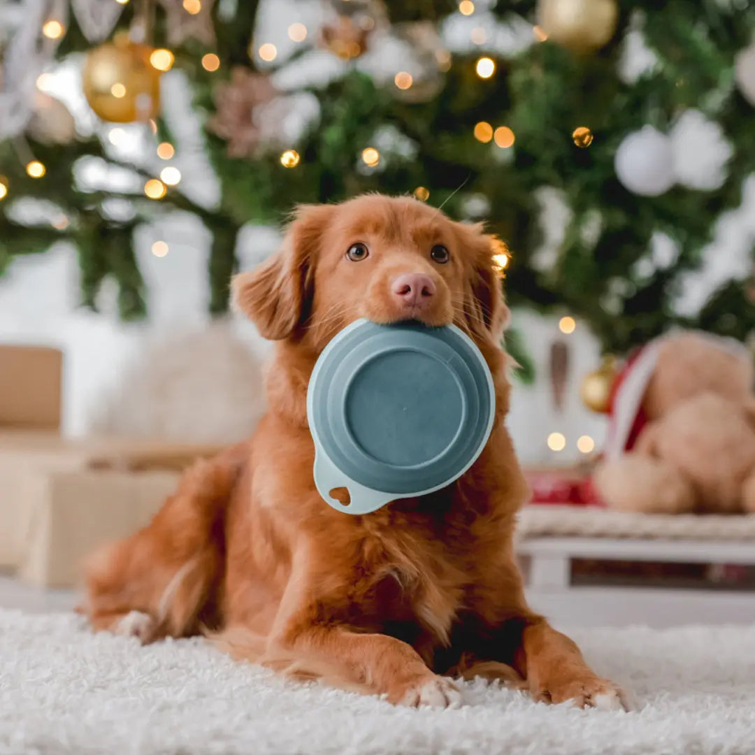 Winter-Meals-To-Make-Your-Dog-Veterinarian-Approved-Homemade-Dog-Food-Recipes Dog Child