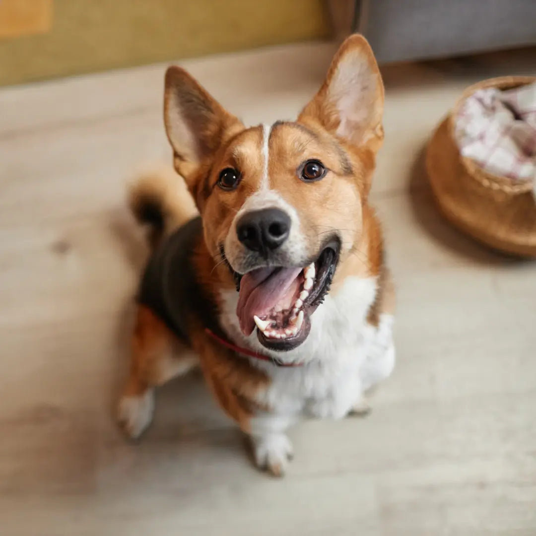 Raising-a-Healthy-and-Happy-Dog-Tips-for-Every-Stage-of-Their-Life Dog Child