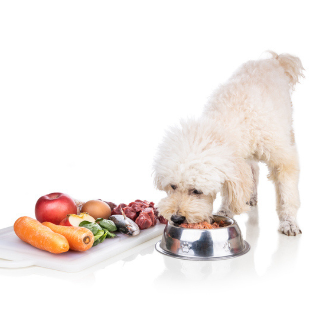 Homemade novel protein diet for dogs hotsell