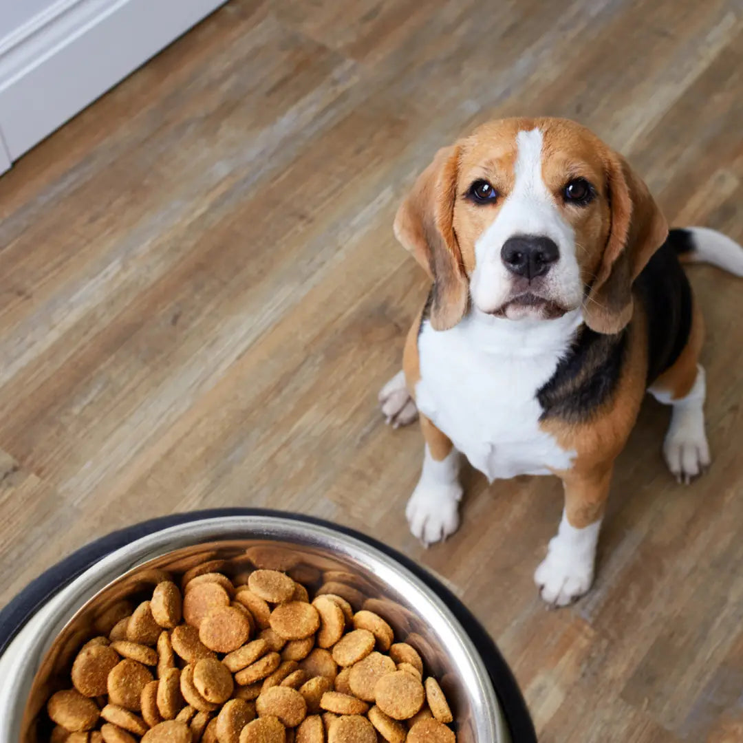 Dog-Body-Condition-Guide-Is-Your-Dog-at-a-Healthy-Weight Dog Child