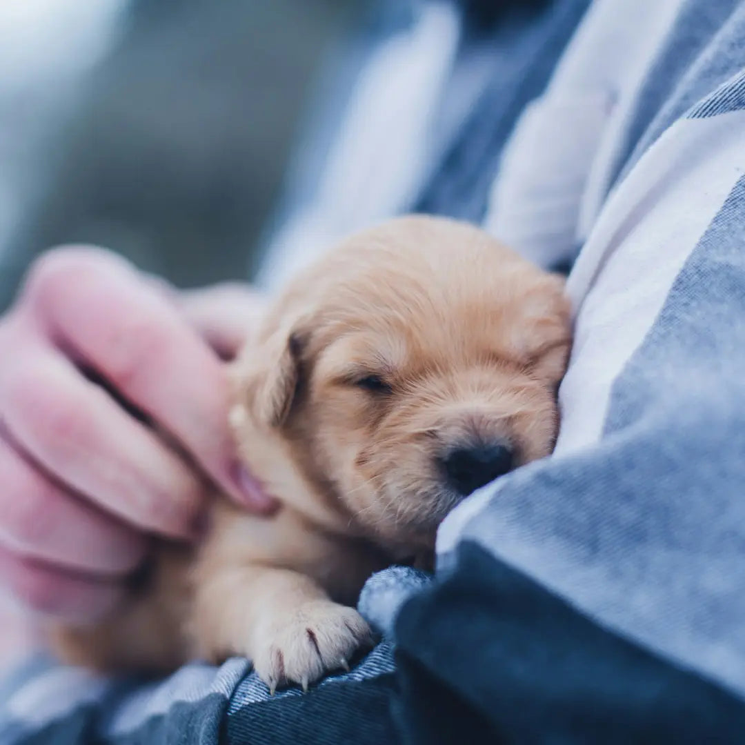 Navigating-a-Career-in-Pet-Nutrition-Key-Tips-from-Jooble Dog Child