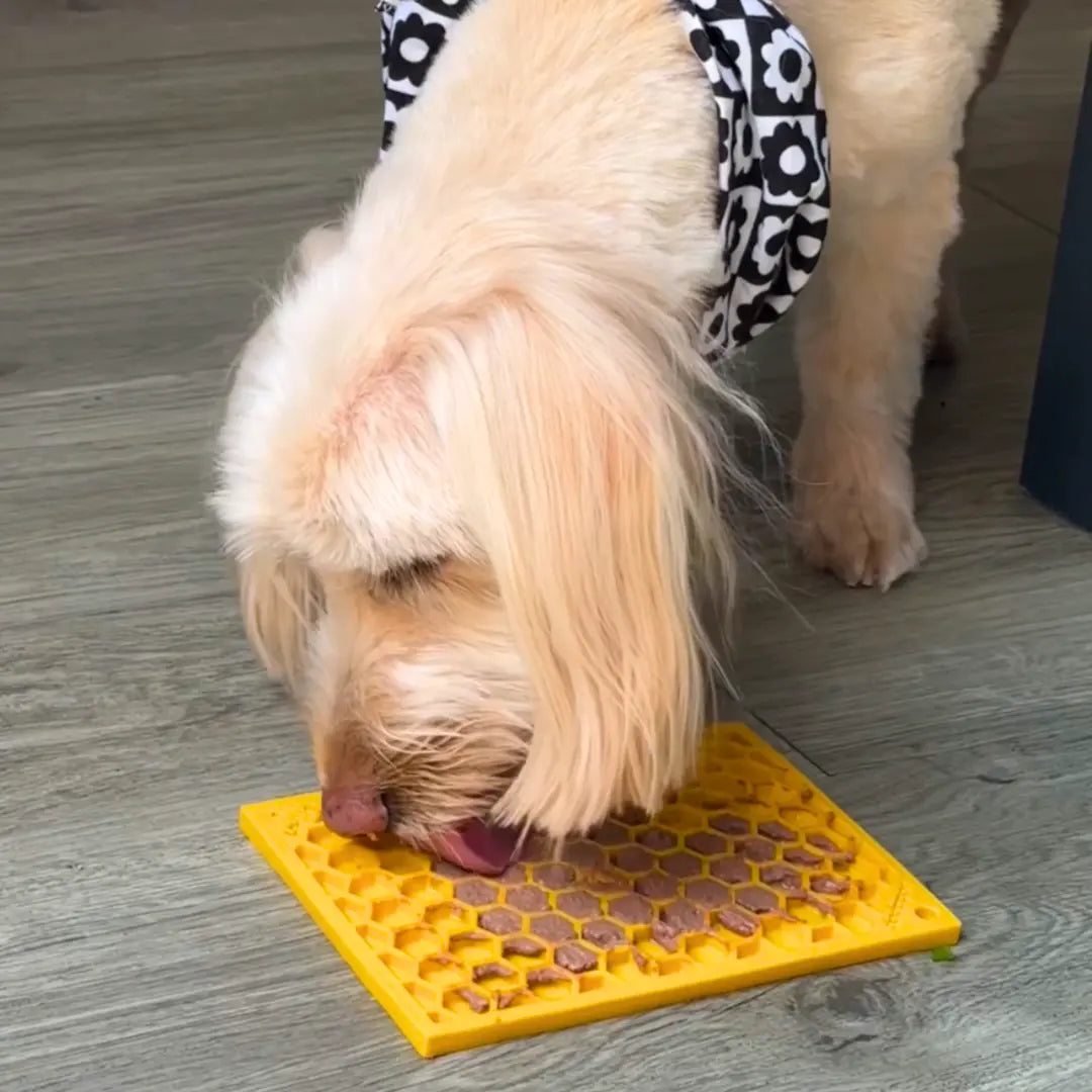 Chicken-Liver-Pate-Dog-Recipe Dog Child