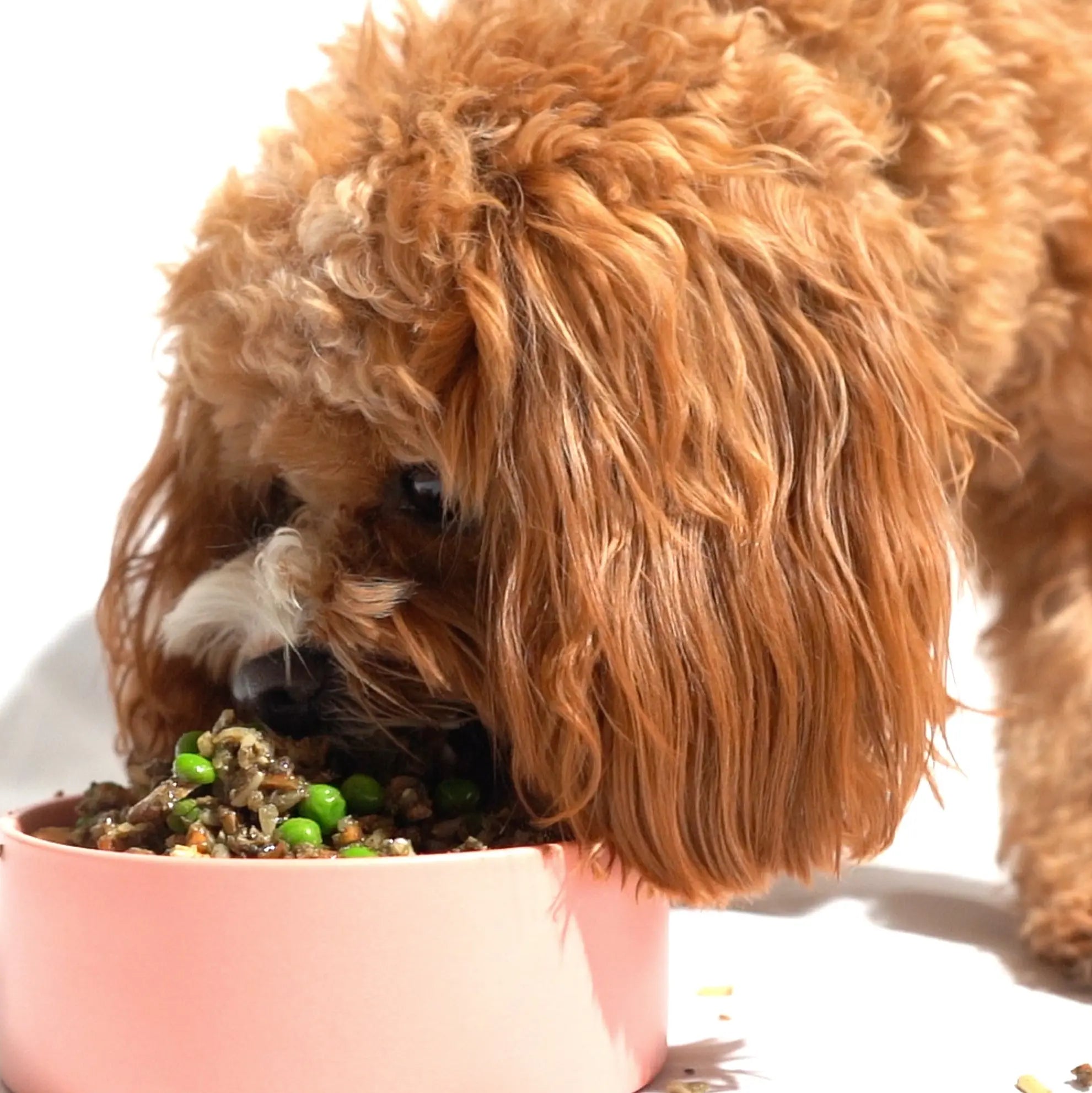 Dog eating brown rice