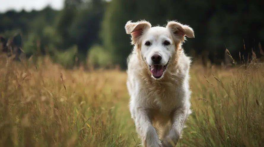 Joint-Health-for-Dogs-A-Comprehensive-Guide Dog Child