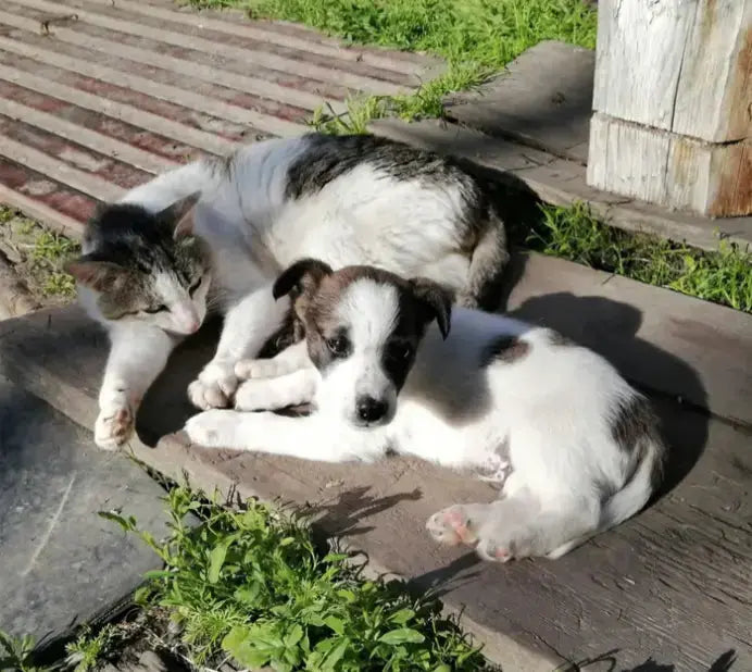 Supporting-Pet-Wellness-Hydration-and-Calm-for-Cats-and-Dogs Dog Child