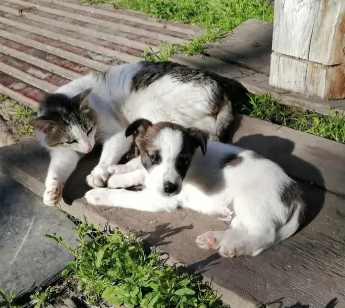 Supporting-Pet-Wellness-Hydration-and-Calm-for-Cats-and-Dogs Dog Child