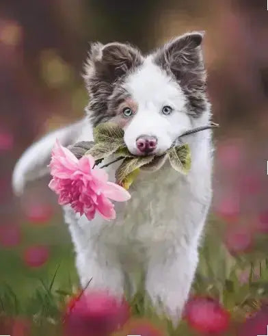 10-Most-Dangerous-Plants-for-Dogs-That-Can-Be-Found-in-Your-Garden Dog Child