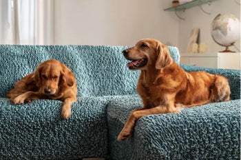 Your-Pet-Friendly-Home-A-No-Stress-Guide-to-Style-and-Practicality Dog Child