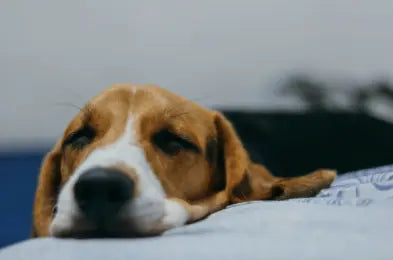 How-to-Spot-Xylitol-Poisoning-in-Dogs-and-What-to-Do-If-It-Happens Dog Child