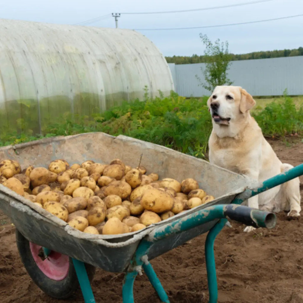 Is raw potatoes bad for dogs best sale