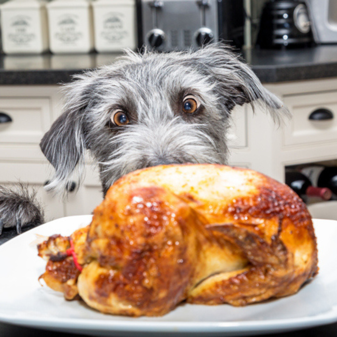 Turkey Talk: Is it Safe to Share Your Holiday Feast with Your Dog? - Dog Child