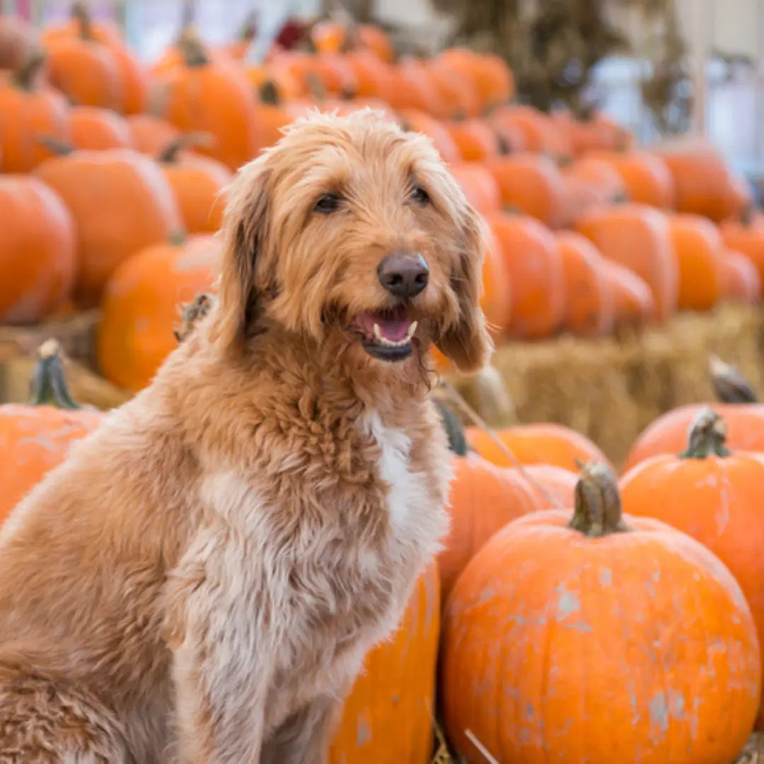 Feeding Pumpkin to Your Dog : Can Dogs Eat Pumpkin? Dog Child