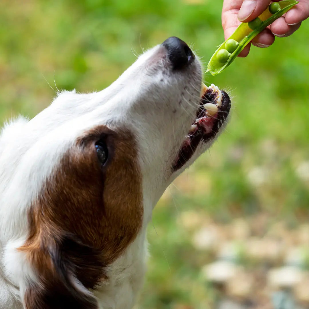 Dog eating a pea