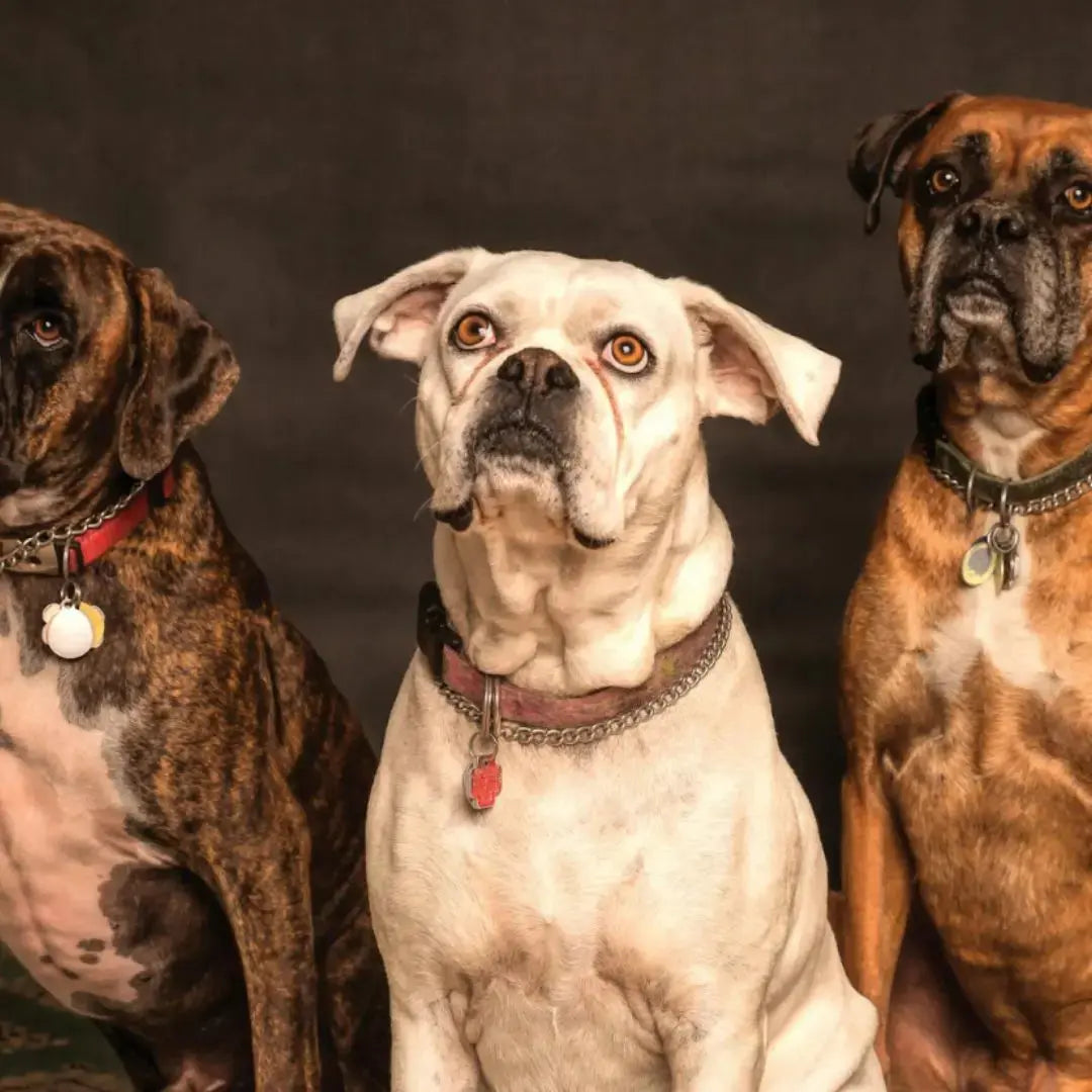 Pawsitive-Progress-The-Ultimate-Guide-to-Dog-Training-and-Wellness Dog Child