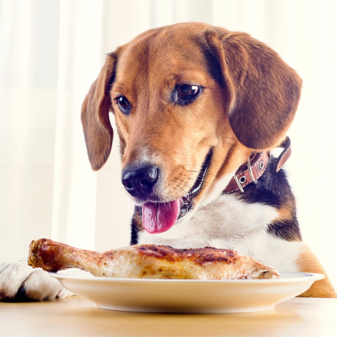Can Your Dog Eat Thanksgiving Foods? A Guide for Safe and Not Safe Foods for your Dog - Dog Child