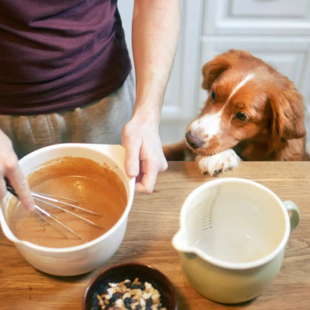 Treats for Dogs: 10 Homemade Dog Treat Ideas to Spoil Your Best Friend Dog Child