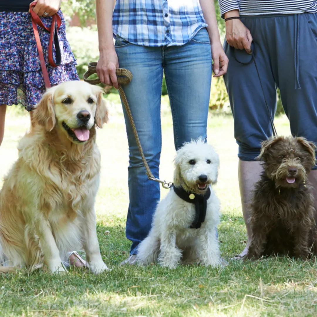 7 Best Dog Training Certification Programs Compared for Future Trainers Dog Child