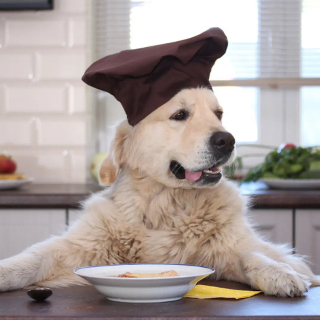 Can Dogs have Bone Broth? Bone Broth for Dogs: A Nutrient-Packed Superfood Topper Dog Child