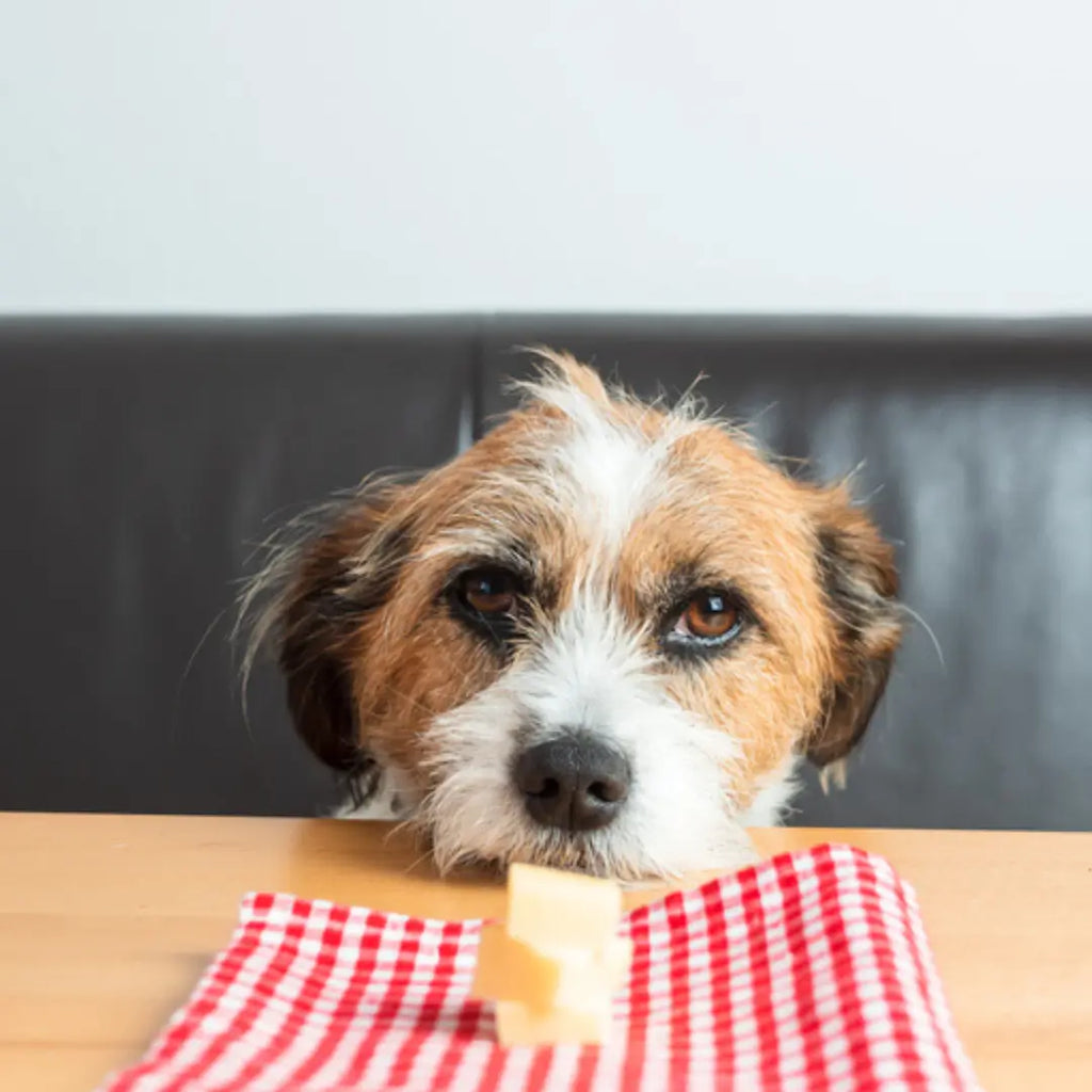 Say Cheese Can Dogs Eat Cheese A Complete Guide to All