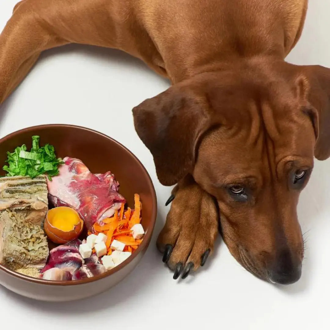 mealtime  tips for dogs