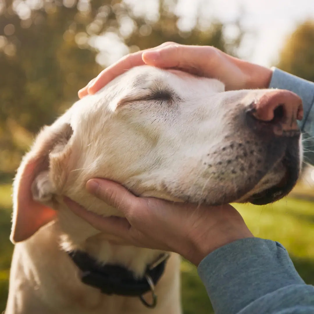 Caring-for-Senior-Dogs-Essential-Tips-for-Their-Golden-Years Dog Child