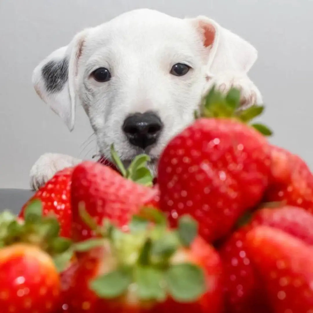 dog and strawberries