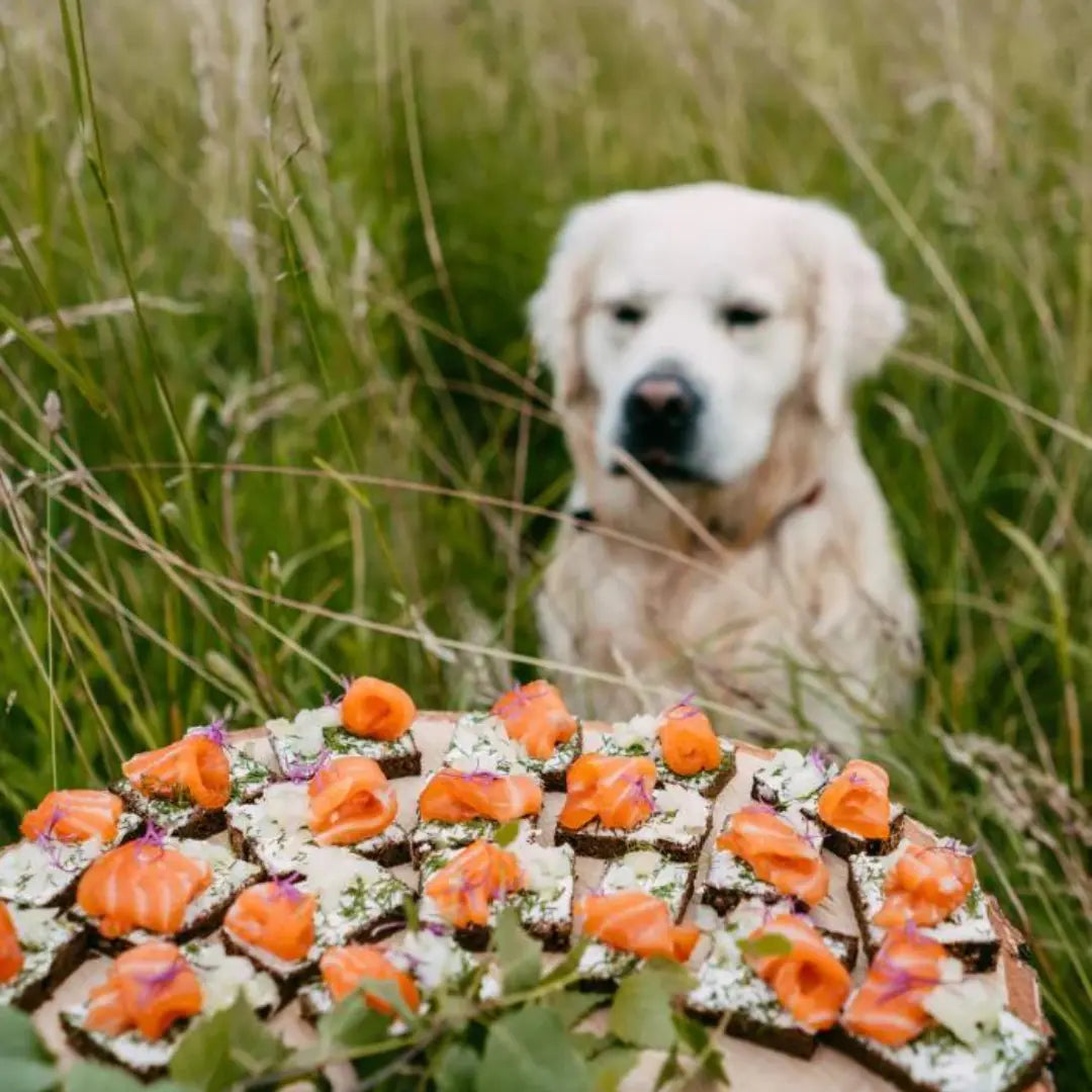 Golden Retriever in the grass looking at a plate of smoked salmon