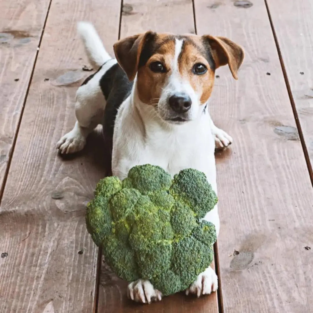 can dogs eat broccoli 