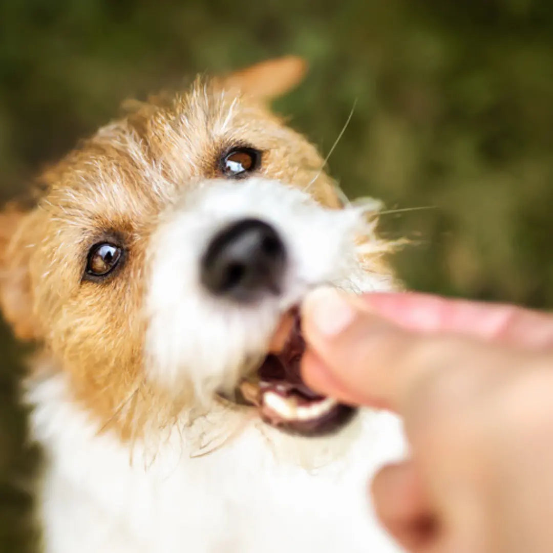 Can-Dogs-eat-the-Turkey-Giblets-Should-Dogs-eat-Turkey-Necks Dog Child